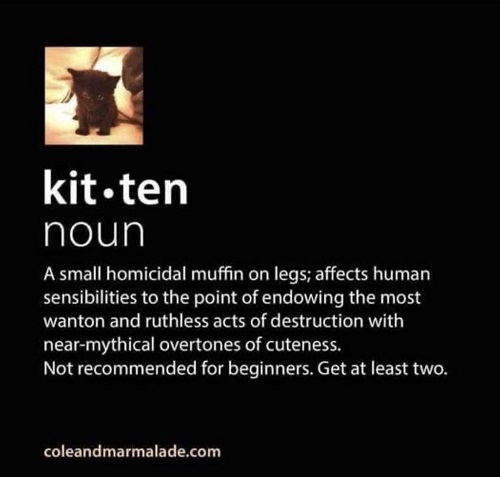kitten homocidal.jpg